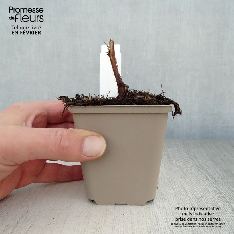 Astilbe chinensis Visions - Chinese Astilbe 8/9 cm pot sample as delivered in winter