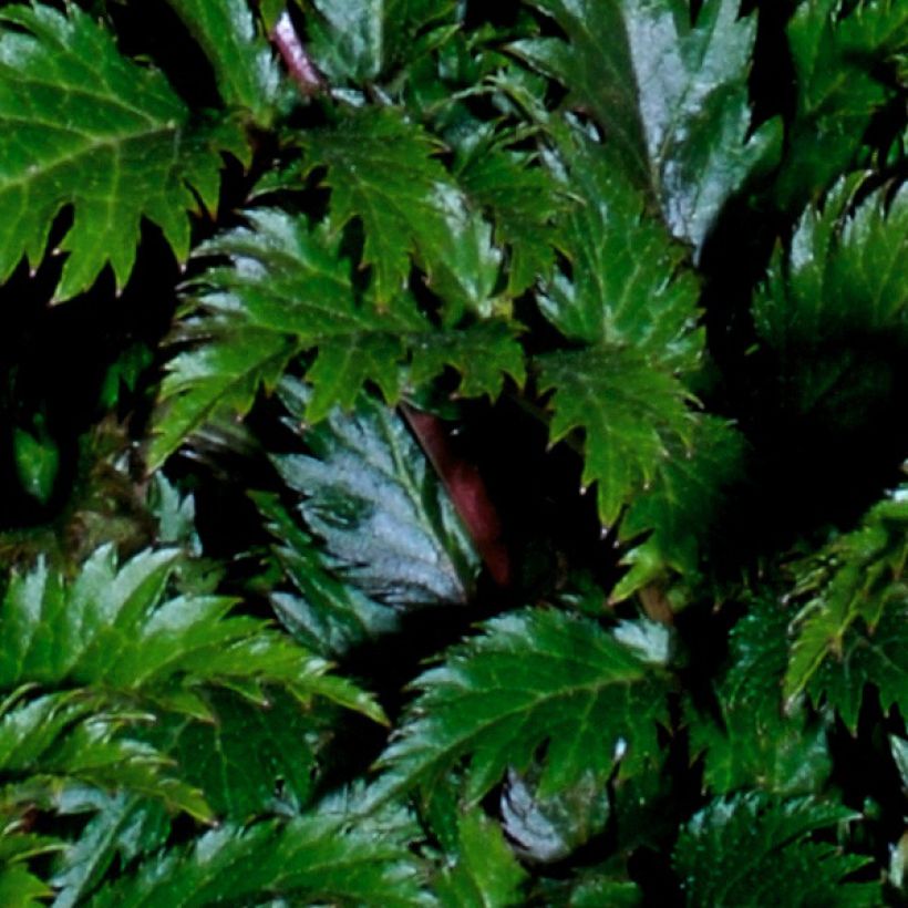 Astilbe x crispa Perkeo - Dwarf astilbe (Foliage)