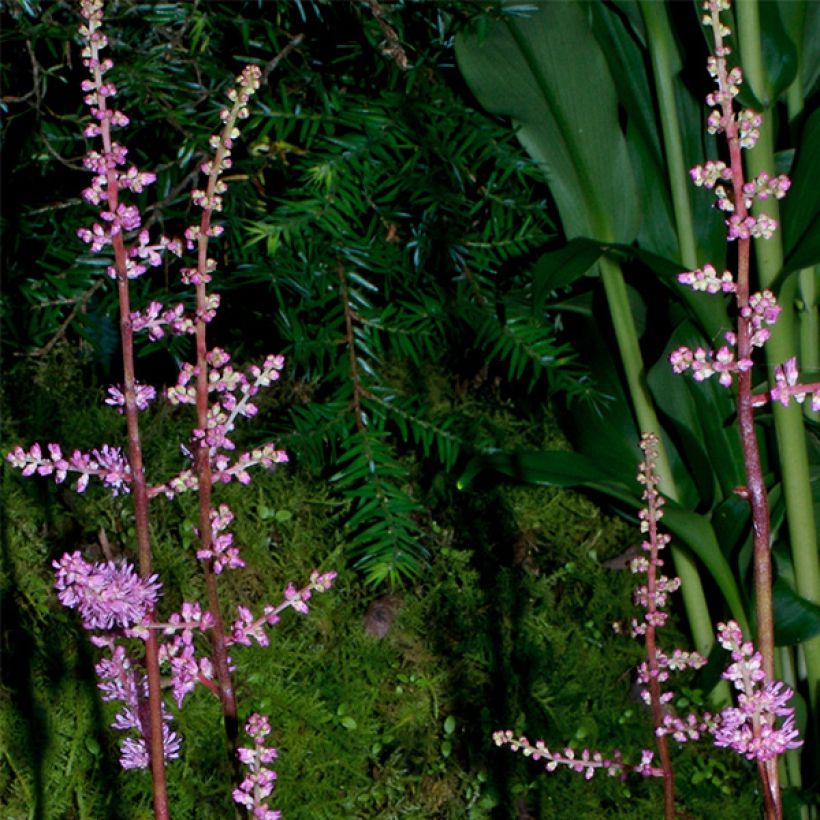 Astilbe x crispa Perkeo - Dwarf astilbe (Flowering)