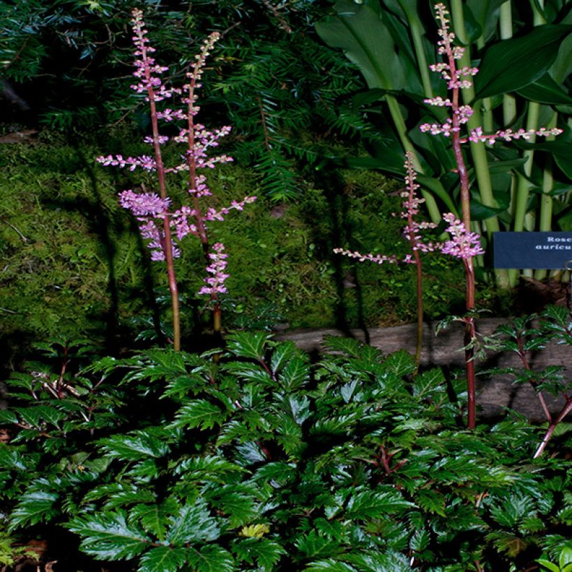 Astilbe x crispa Perkeo - Dwarf astilbe (Plant habit)