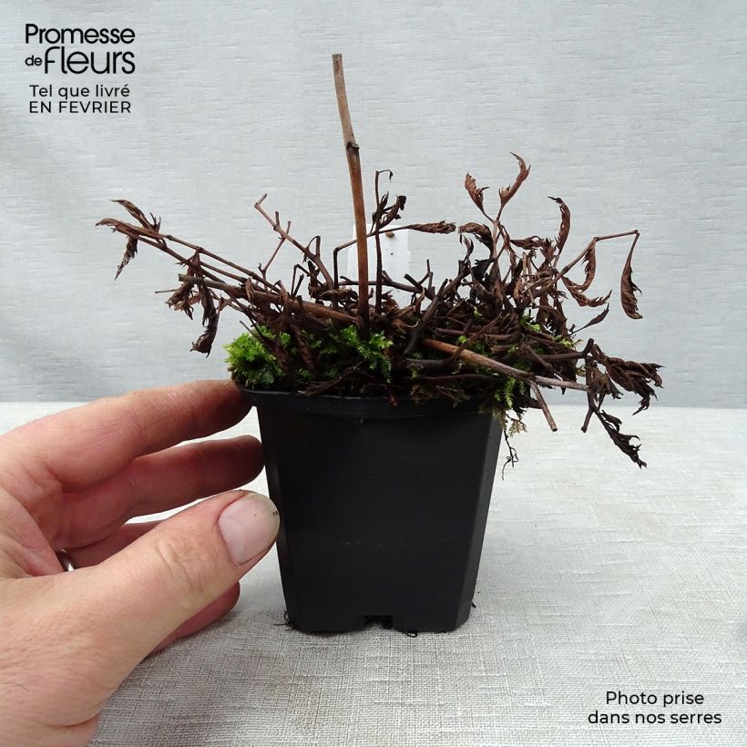 Astilbe x crispa Perkeo - Dwarf astilbe 8/9 cm pot sample as delivered in winter