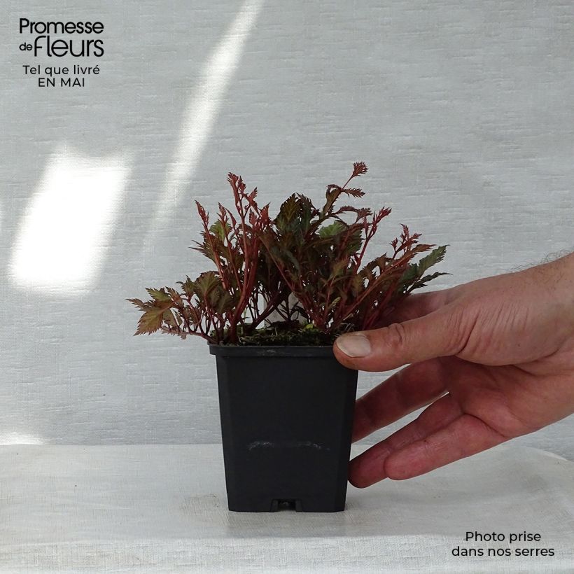 Astilbe x crispa Perkeo - Dwarf astilbe 8/9 cm pot sample as delivered in spring