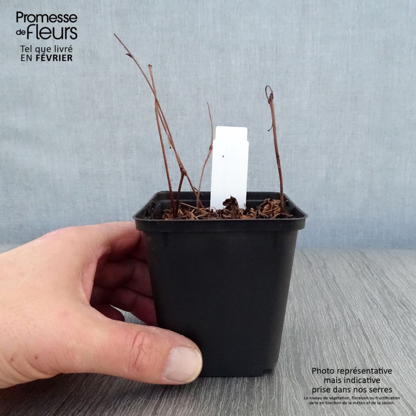 Astilbe Delft Lace - Japanese Astilbe 8/9 cm pot sample as delivered in winter