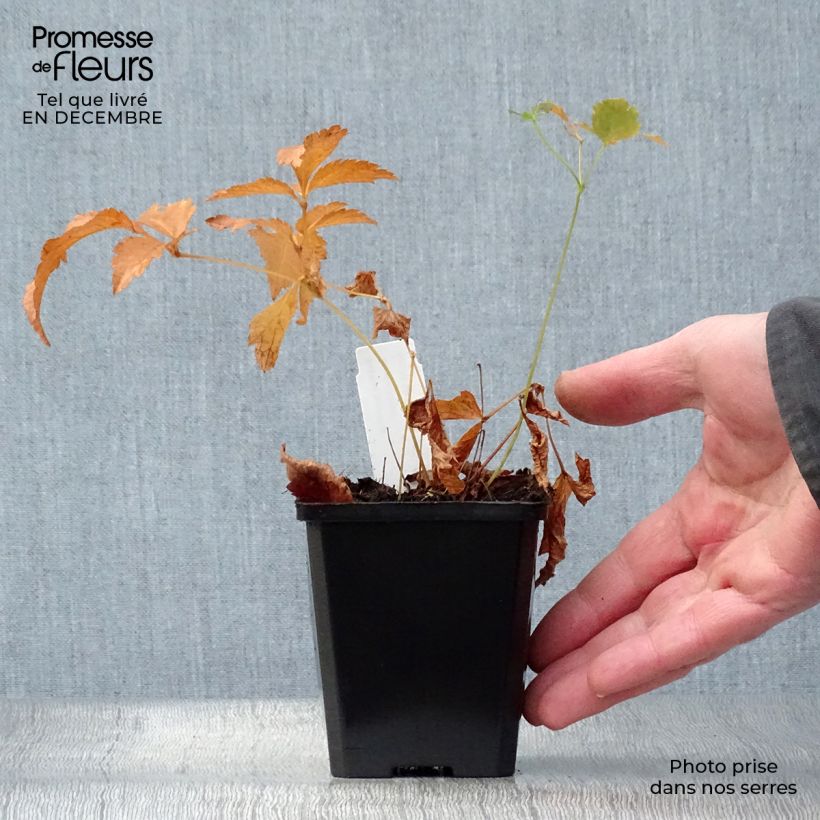 Astilbe Deutschland 8/9 cm pot sample as delivered in winter