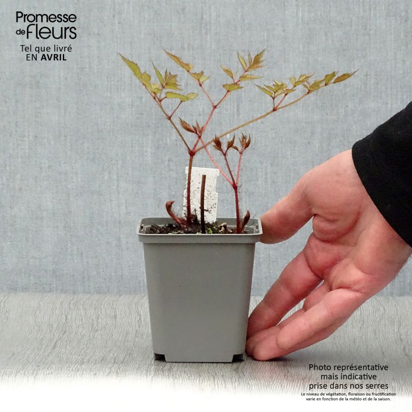 Astilbe Deutschland 8/9 cm pot sample as delivered in spring