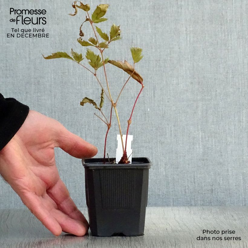 Astilbe Montgomery 8/9 cm pot sample as delivered in winter