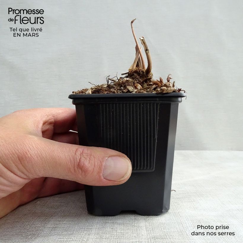 Astilbe japonica 'Peach Blossom' 8/9 cm pot sample as delivered in spring