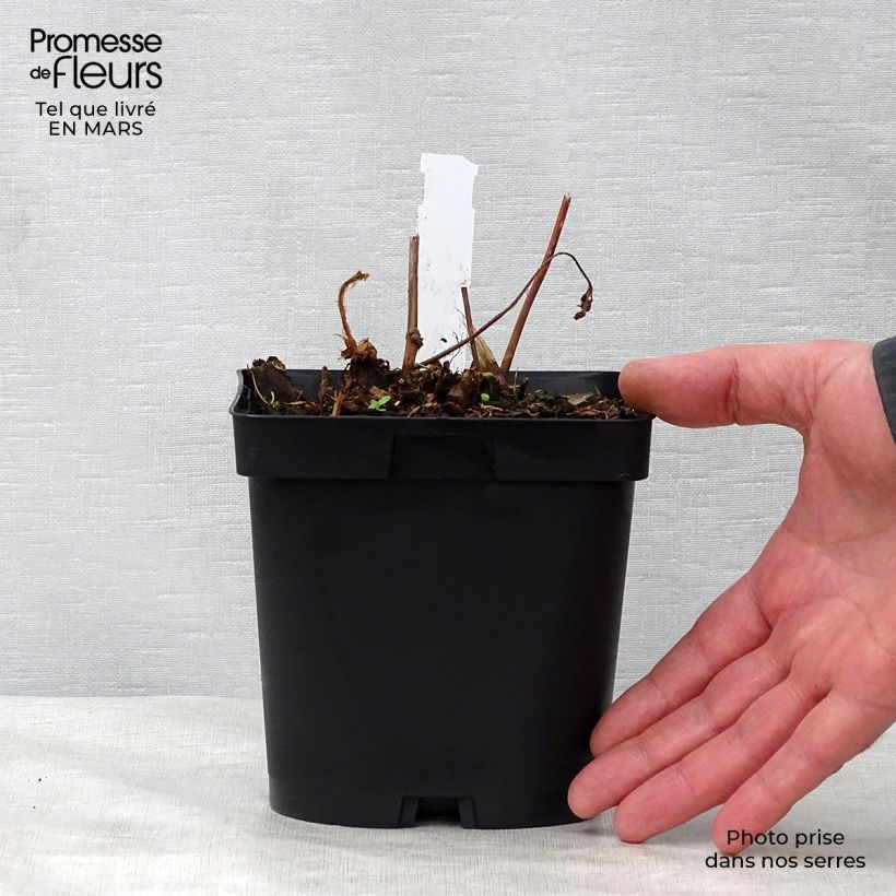 Astilbe japonica 'Peach Blossom' 1.5L/2L pot sample as delivered in spring