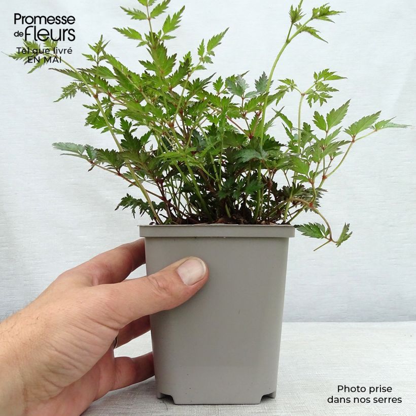 Astilbe Hennie Graafland - False Spirea 8/9 cm pot sample as delivered in spring