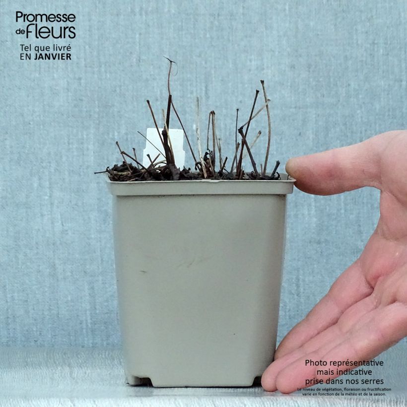 Astilbe Hennie Graafland - False Spirea 8/9 cm pot sample as delivered in winter