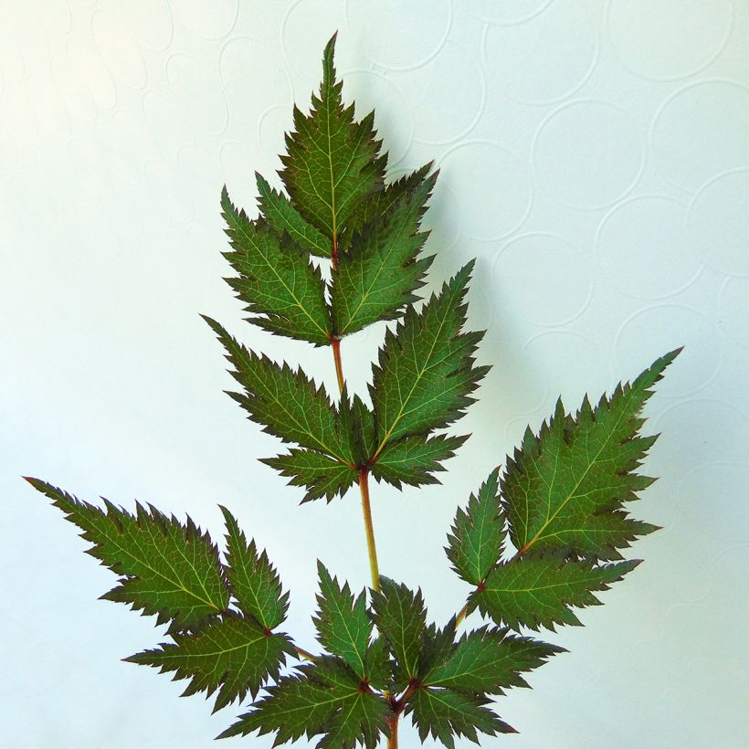 Astilbe Pink Lightning -  - False Spirea (Foliage)