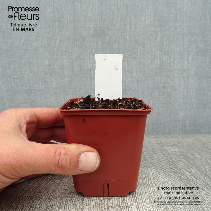 Astilbe Pink Lightning -  - False Spirea 8/9 cm pot sample as delivered in winter