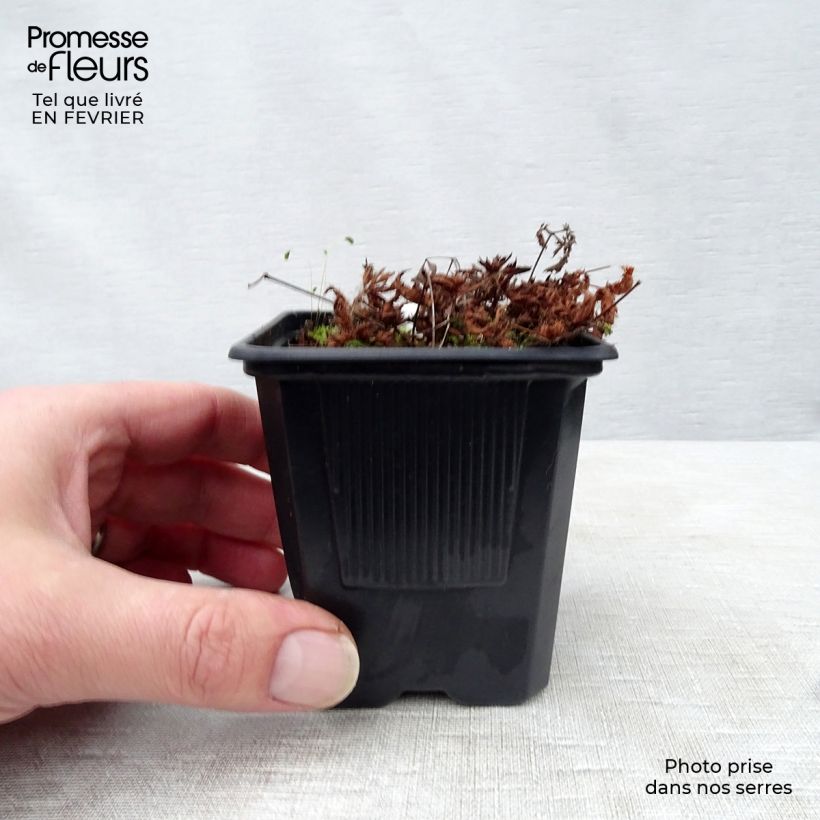 Astilbe simplicifolia 'Sprite' 8/9 cm pot sample as delivered in winter