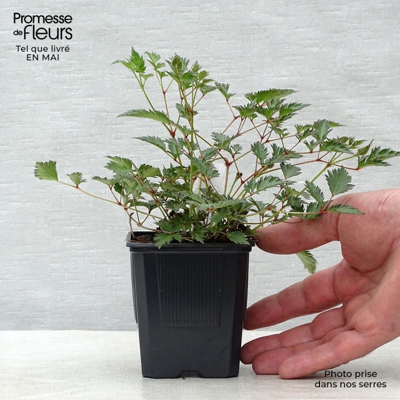 Astilbe simplicifolia 'Sprite' 8/9 cm pot sample as delivered in spring