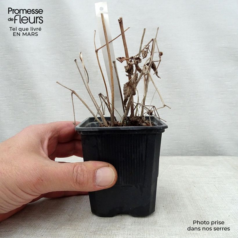 Astilbe thunbergii 'Straussenfeder' 8/9 cm pot sample as delivered in spring