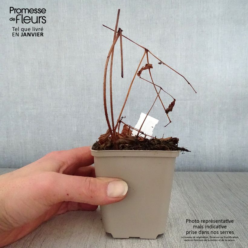 Astilbe thunbergii 'Straussenfeder' 8/9 cm pot sample as delivered in winter