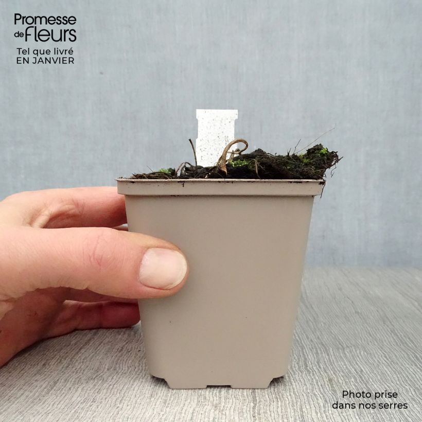 Astilboides tabularis  8/9 cm pot sample as delivered in winter