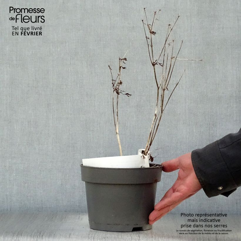 Astrantia major Star of Billion - Masterwort 2L/3L pot sample as delivered in winter