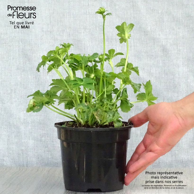 Astrantia major Star of Billion - Masterwort 2L/3L pot sample as delivered in spring