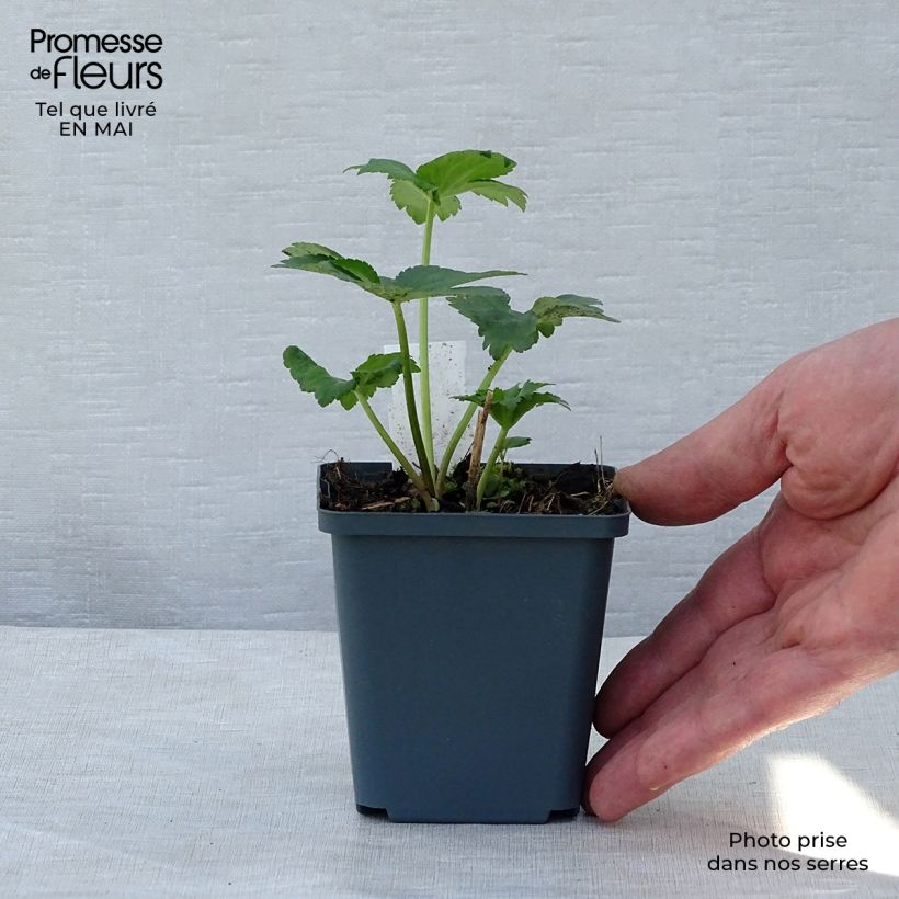 Astrantia major Star of Billion - Masterwort 8/9 cm pot sample as delivered in spring