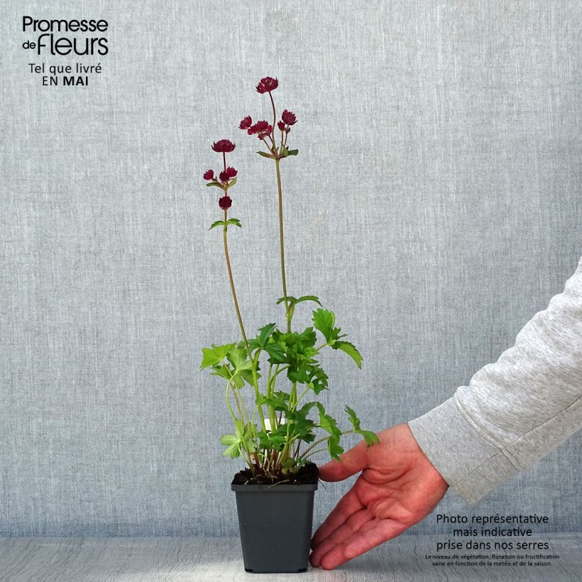 Astrantia major Star of Love - Masterwort 8/9 cm pot sample as delivered in spring