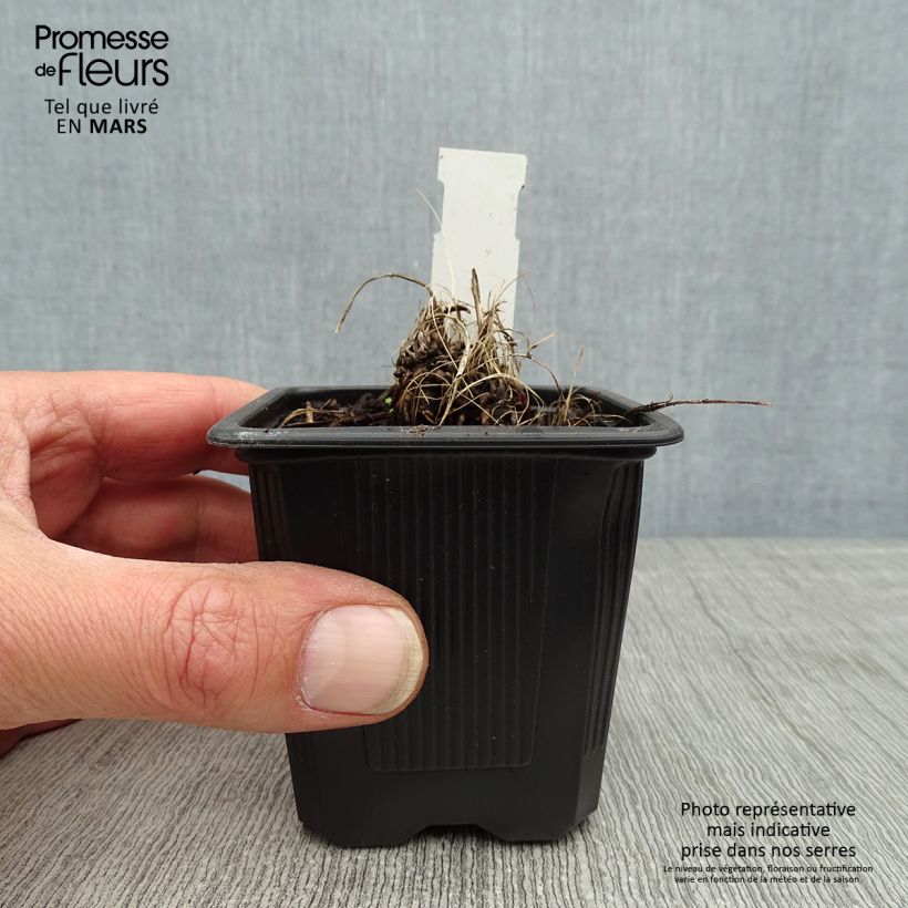 Astrantia major 'Alba'  8/9 cm pot sample as delivered in spring