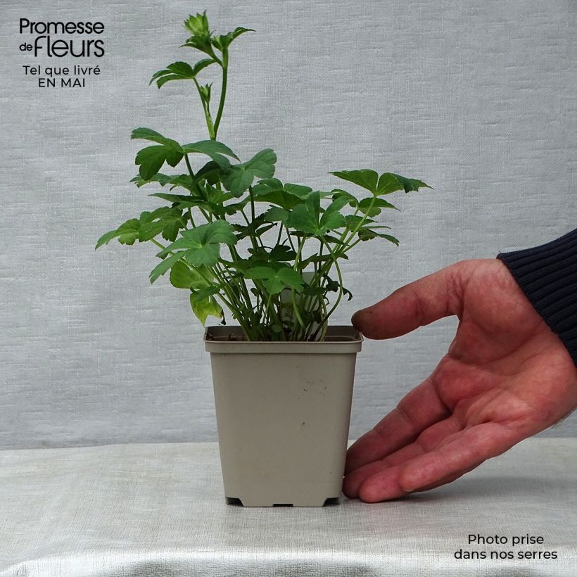 Astrantia major Buckland - Great Masterwort 8/9 cm pot sample as delivered in spring