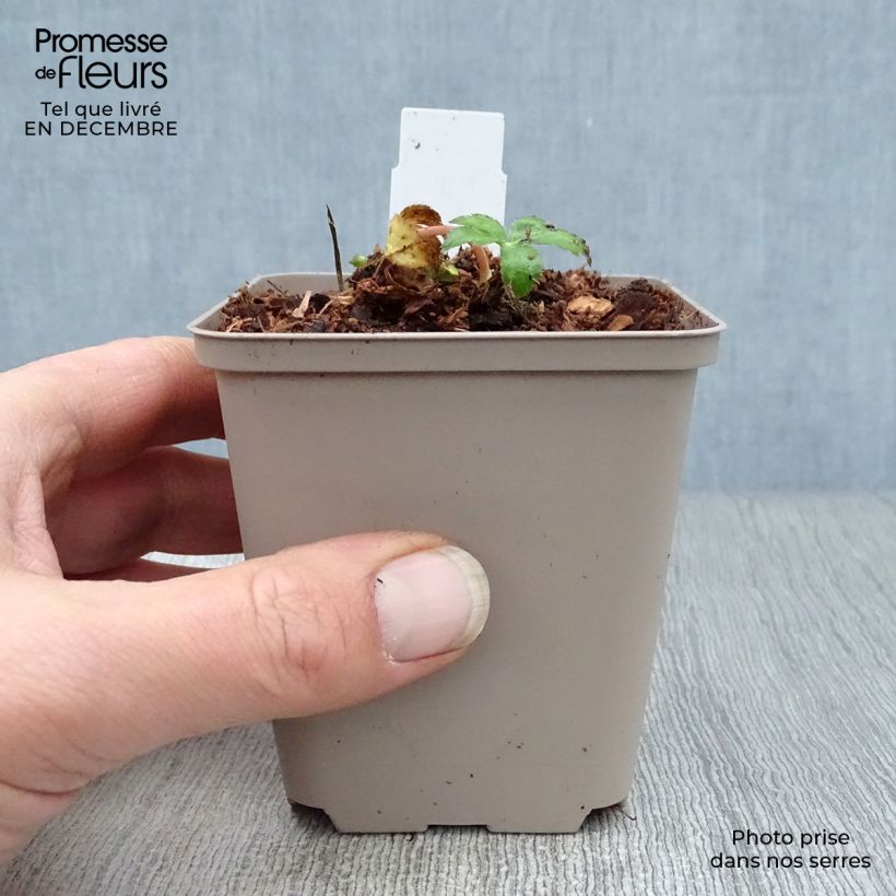 Astrantia major Buckland - Great Masterwort 8/9 cm pot sample as delivered in winter