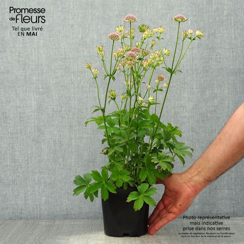 Astrantia major Buckland - Great Masterwort 2L/3L pot sample as delivered in spring