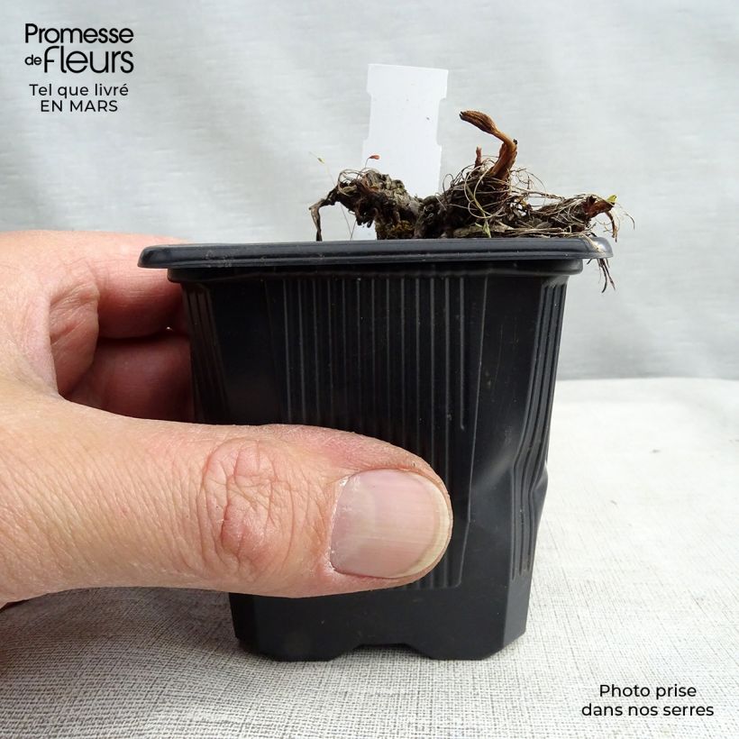 Astrantia major Claret - Great Masterwort 8/9 cm pot sample as delivered in winter