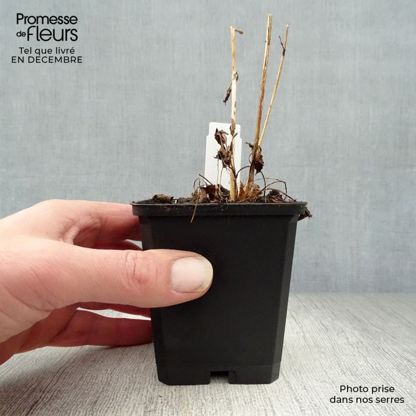 Astrantia Moulin Rouge 8/9 cm pot sample as delivered in winter