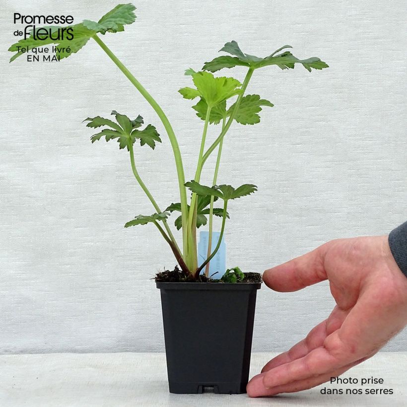 Astrantia major Primadonna - Great Masterwort 8/9 cm pot sample as delivered in spring