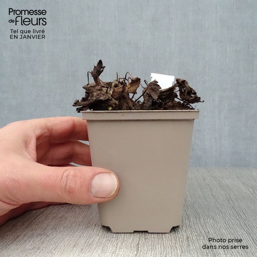 Astrantia major Primadonna - Great Masterwort 8/9 cm pot sample as delivered in winter