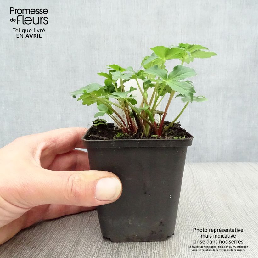 Astrantia major 'Roma' 8/9 cm pot sample as delivered in spring