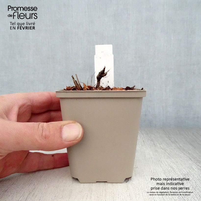 Astrantia major Rosea - Masterwort 8/9 cm pot sample as delivered in winter