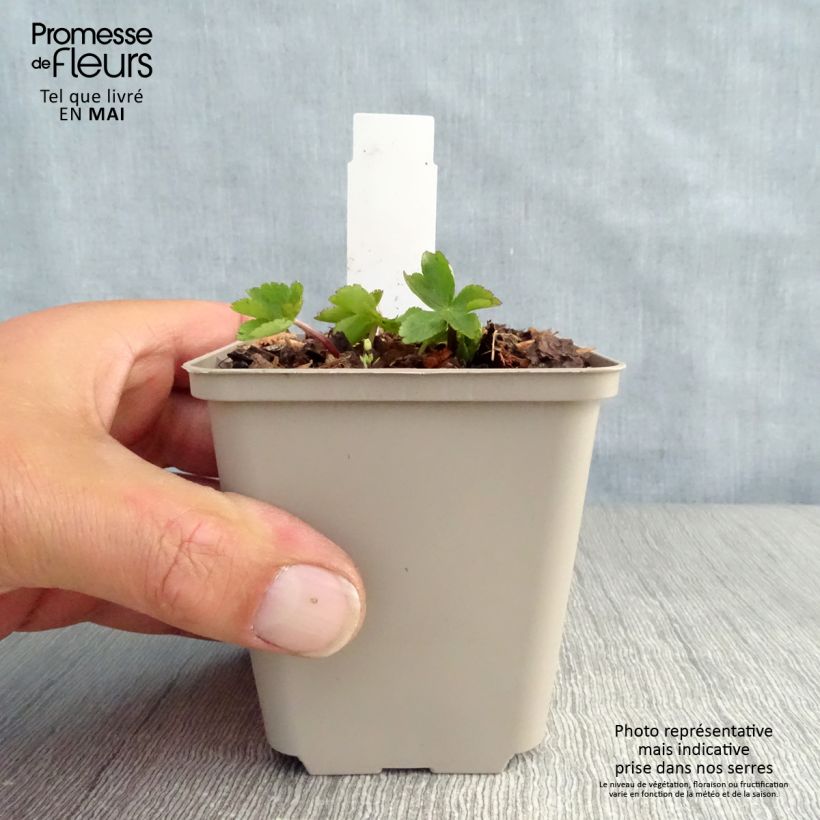 Astrantia major Rosea - Masterwort 8/9 cm pot sample as delivered in spring