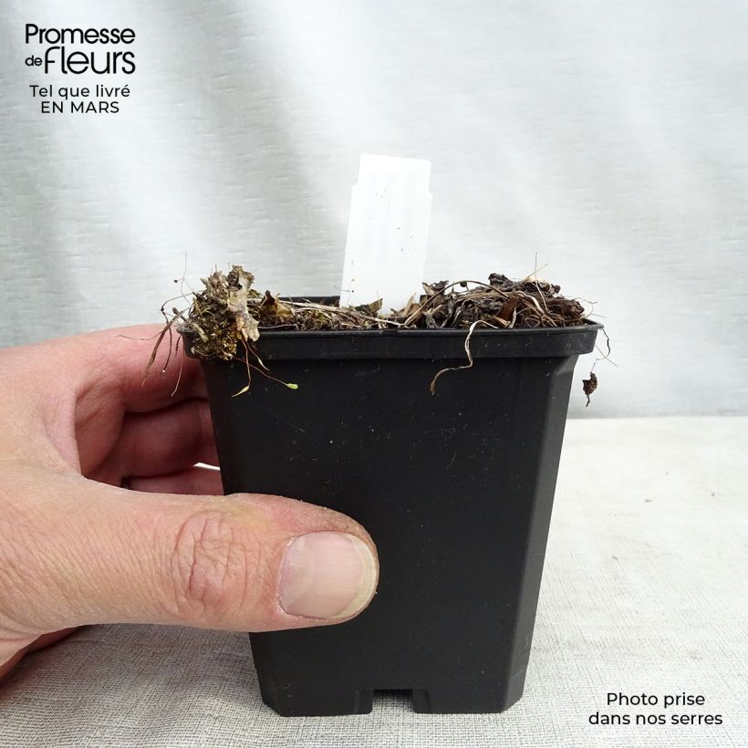 Astrantia major Rosensinfonie - Masterwort 8/9 cm pot sample as delivered in spring