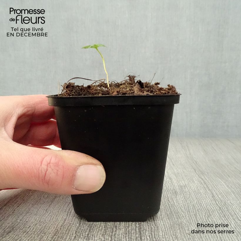 Astrantia major Rubra - Masterwort 8/9 cm pot sample as delivered in winter