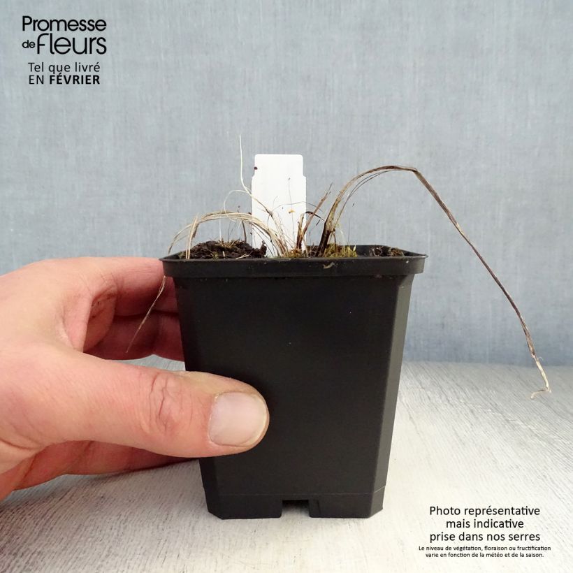 Astrantia major Ruby Cloud - Masterwort 8/9 cm pot sample as delivered in winter