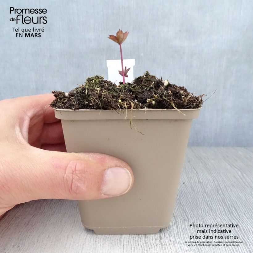 Astrantia major Ruby Star - Masterwort 8/9 cm pot sample as delivered in spring