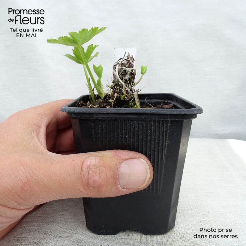 Astrantia major Shaggy - Masterwort 8/9 cm pot sample as delivered in spring