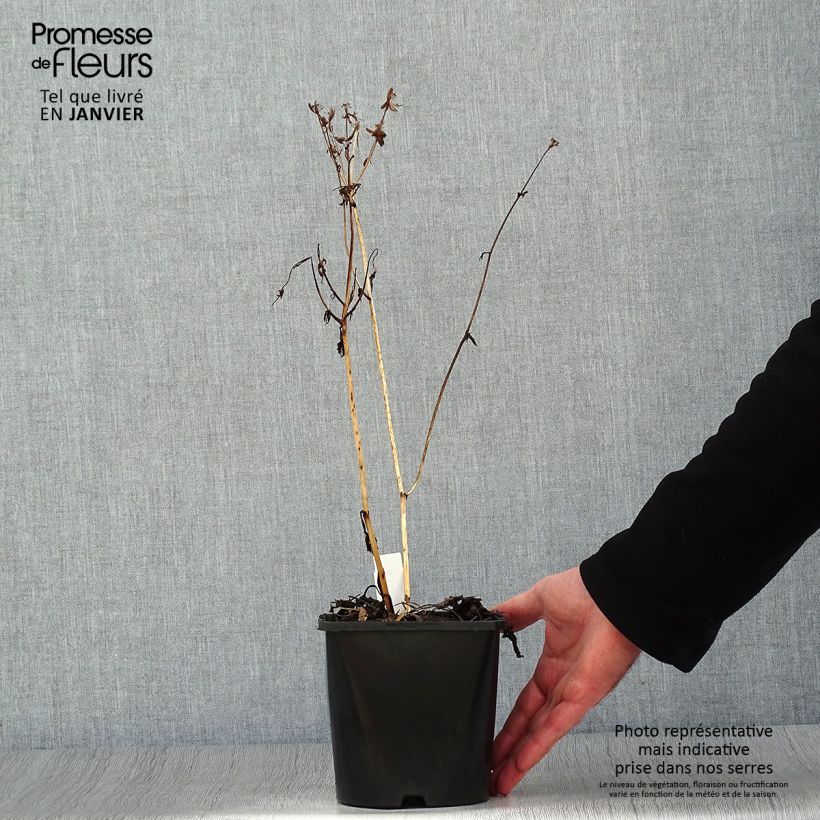 Astrantia major Star of Beauty - Masterwort 1.5L/2L pot sample as delivered in winter