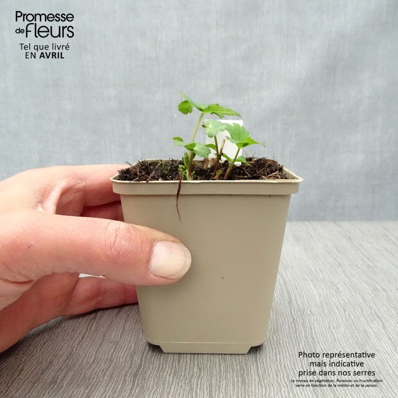 Astrantia major Star of Passion - Masterwort 8/9 cm pot sample as delivered in spring