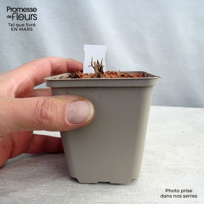 Astrantia major White Giant - Masterwort 8/9 cm pot sample as delivered in spring