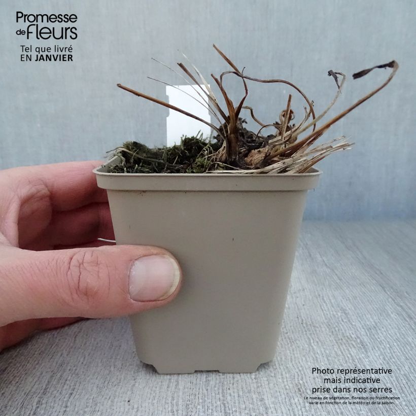 Astrantia major Venice - Masterwort 8/9 cm pot sample as delivered in winter