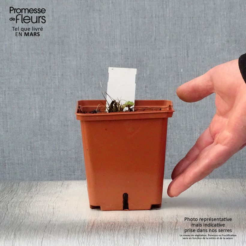 Astrantia major Venice - Masterwort 1.5L/2L pot sample as delivered in spring