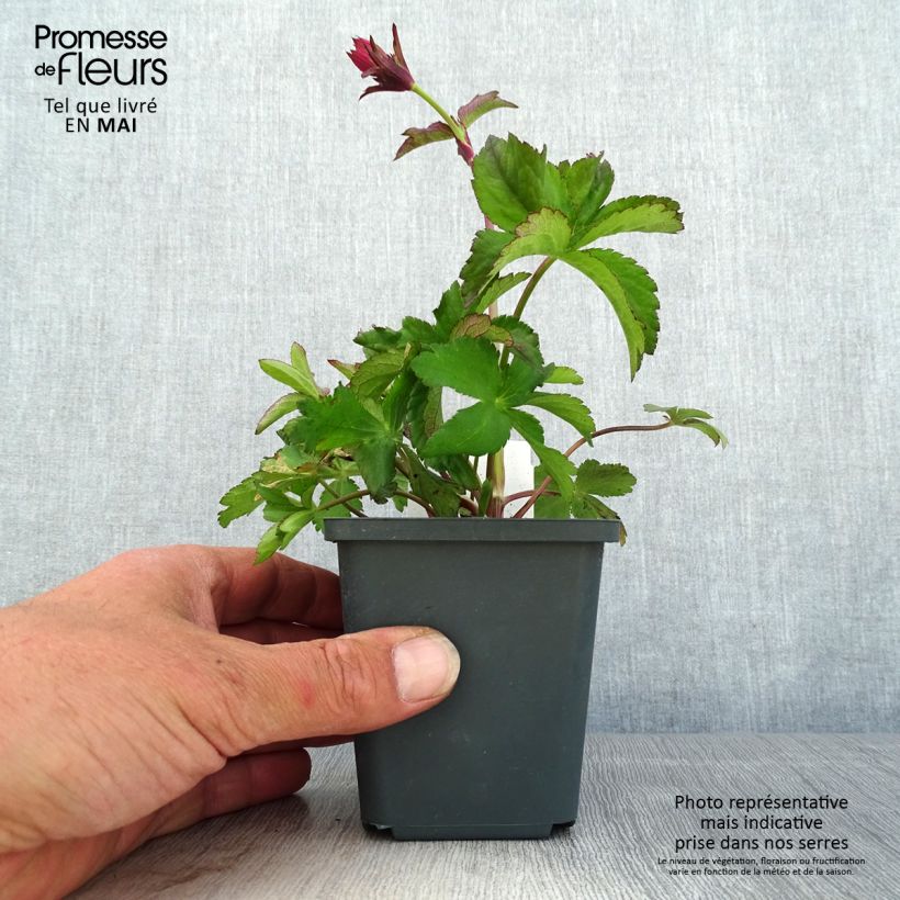 Astrantia major Cerise Button - Masterwort 8/9 cm pot sample as delivered in spring