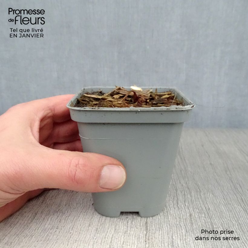 Astrantia major - Masterwort 8/9 cm pot sample as delivered in winter