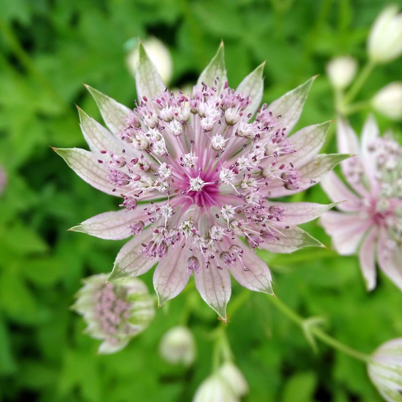 Astrantia major 'Pink Sensation' (Flowering)