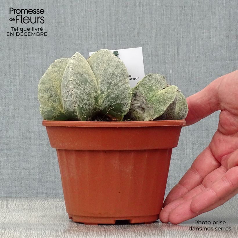 Astrophytum myriostigma 12cm pot sample as delivered in winter